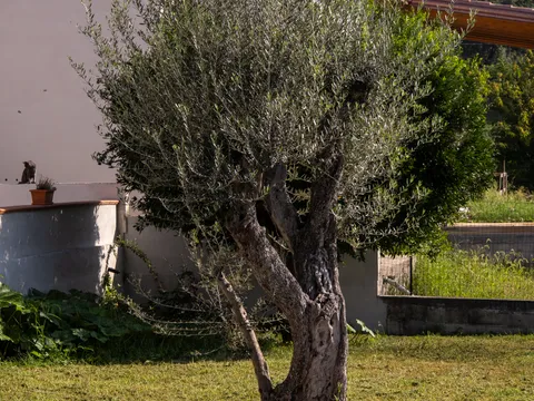 Giardino della struttura con uno dei gatti di casa