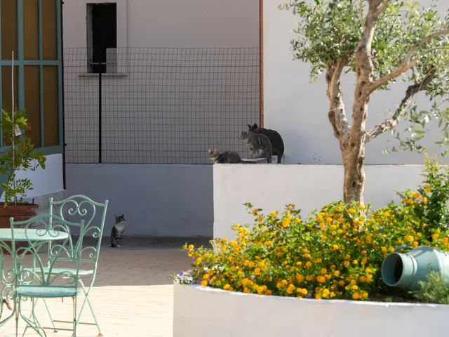 Terrazza del B&B Josephine con ulivo e tavolino in ferro battuto
